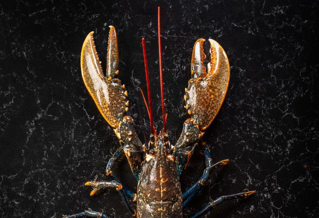About the Blue Lobster, A Delicacy Prized for More Than Just Its Colour